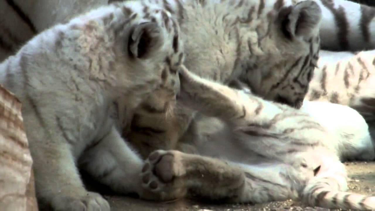 #05 Baby white tiger and mom. 8 weeks old.生後8週間、ホワイトタイガー母子。