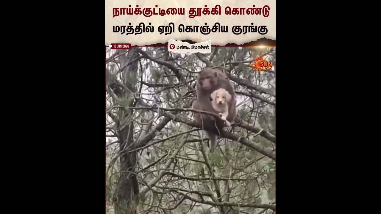 Monkey | Puppy | Himachal Pradesh | Mandi | Sun News