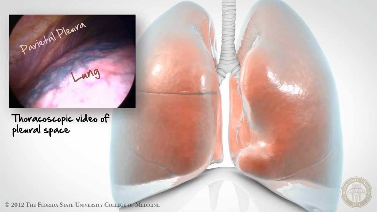Pleural Space: Part 1 of 3 [HD]