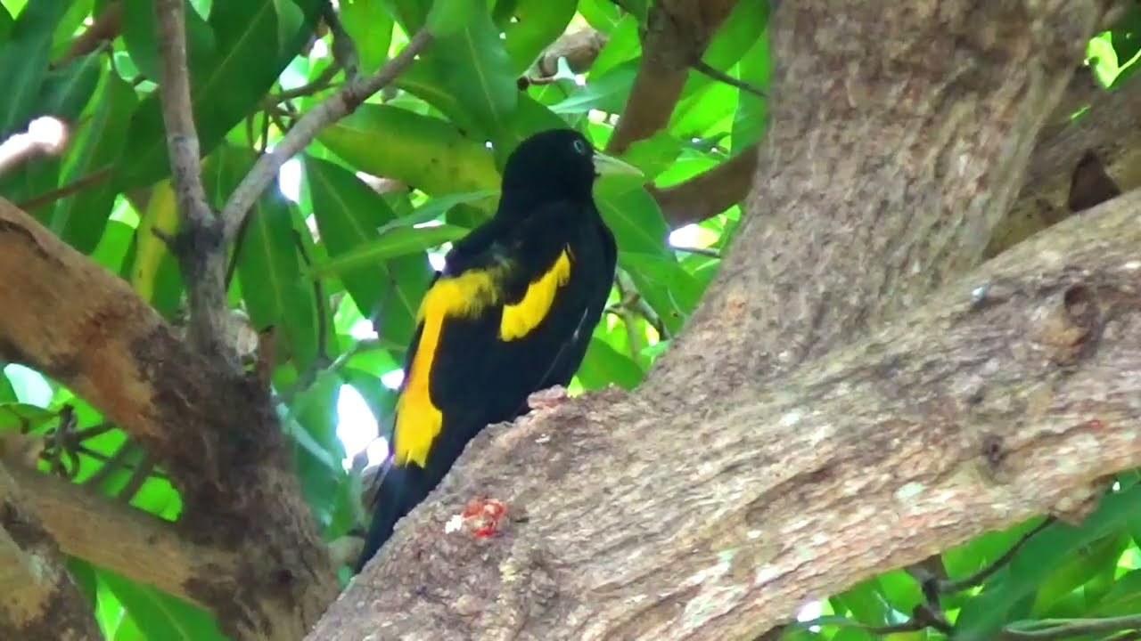 Birds of South Trinidad