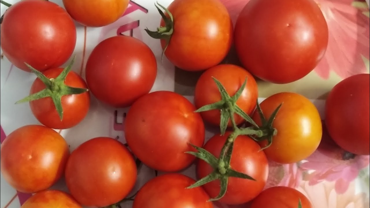 Tomato plants and harvest