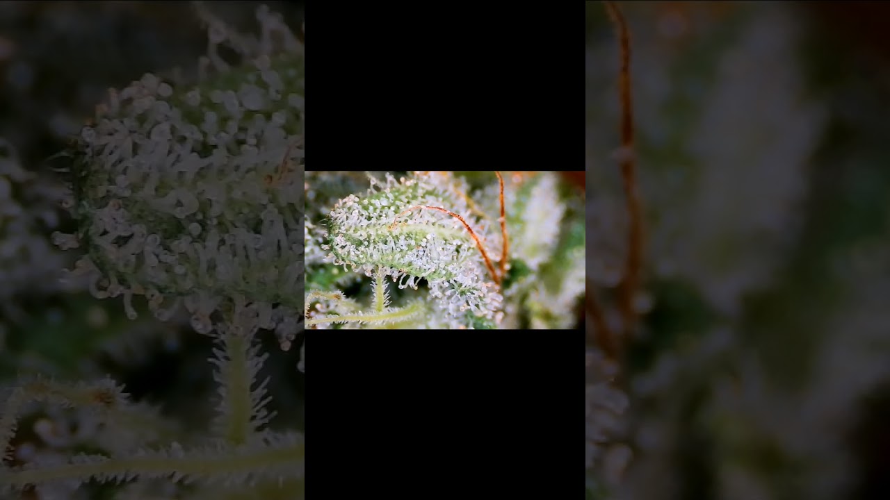 trichome porn