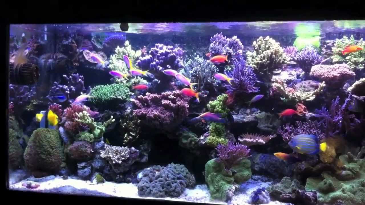 Jawsee's reef
