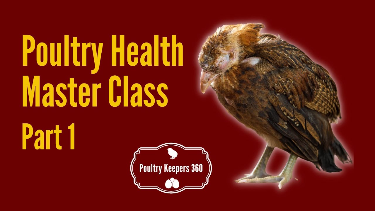 Poultry Health Masterclass: Fowl Pox, Marek’s, Parasites & Natural Remedies for Chickens