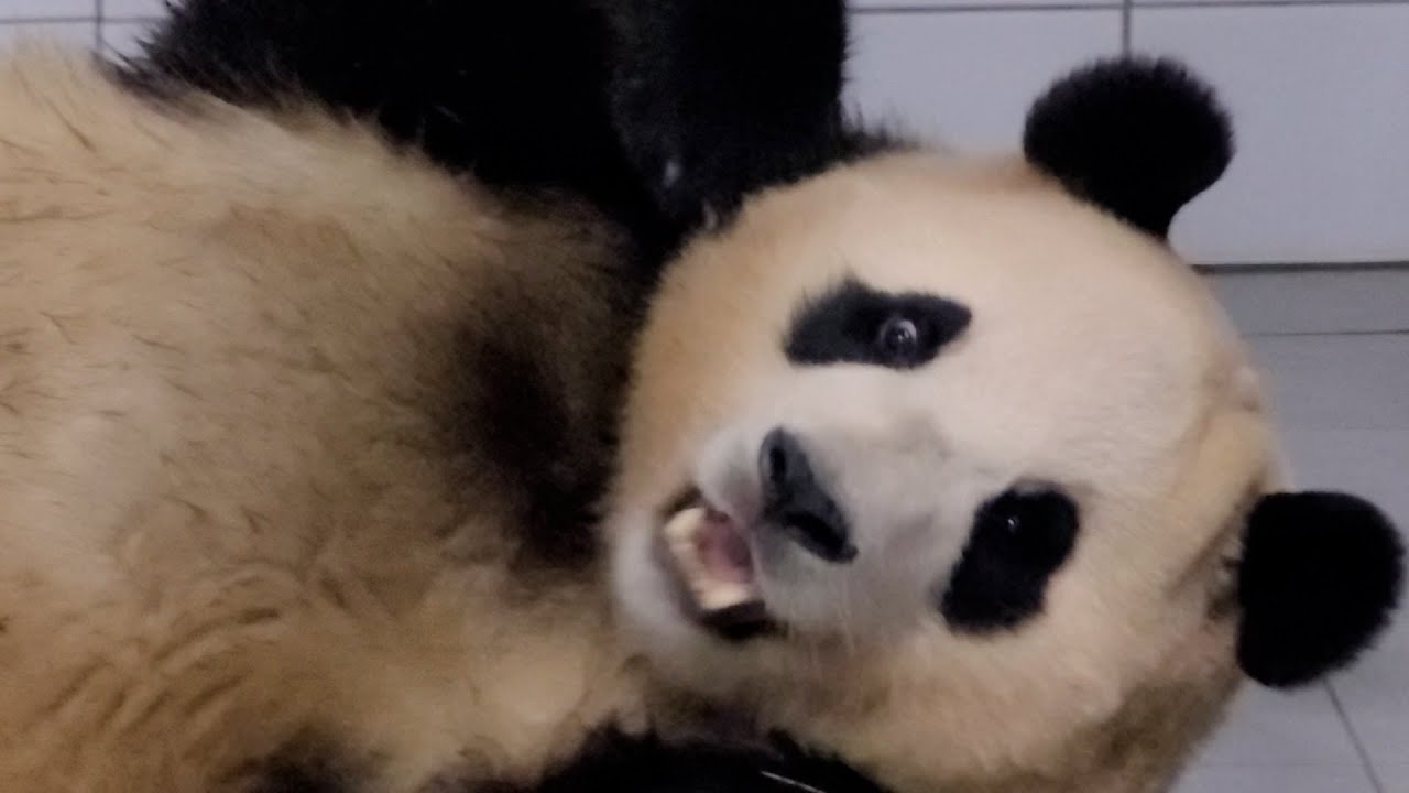 푸바오 보고 싶었던 사람 여기 모여라! 전할시 미공개 클립 Panda Clip