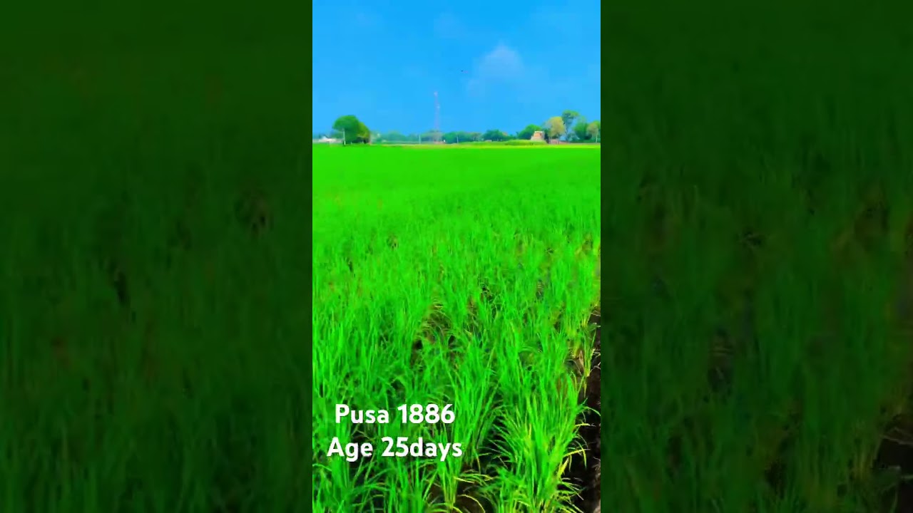 Pusa 1886👌