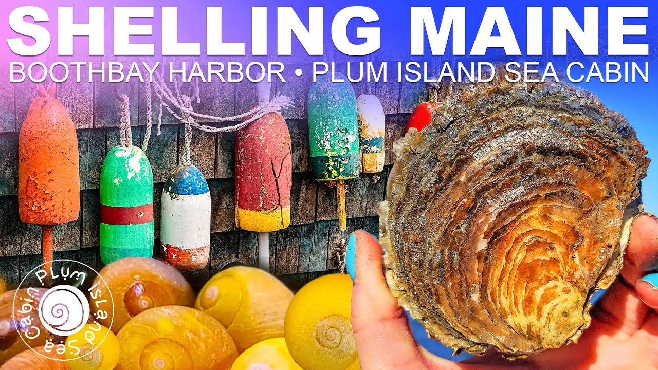 Shelling Maine | Boothbay Harbor | Shelling | Virtual Shelling | Cold Water Shelling New England