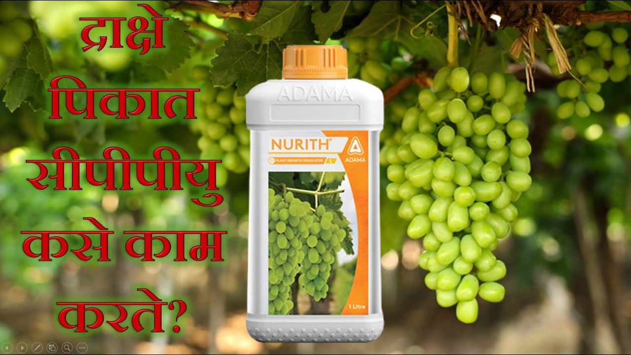 Nurith CPPU Forchlorfenuron Plant Growth Regulator|सीपीपीयु फोरक्&zwj;लोरफेन्युरॉन वनस्पती वाढ नियंत्रक