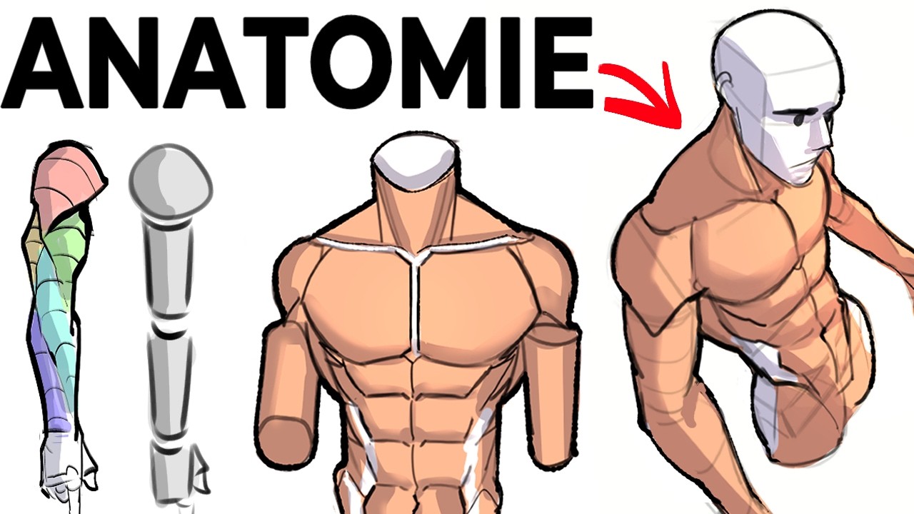 Comment DESSINER L'ANATOMIE De Base (le processus de A à Z)