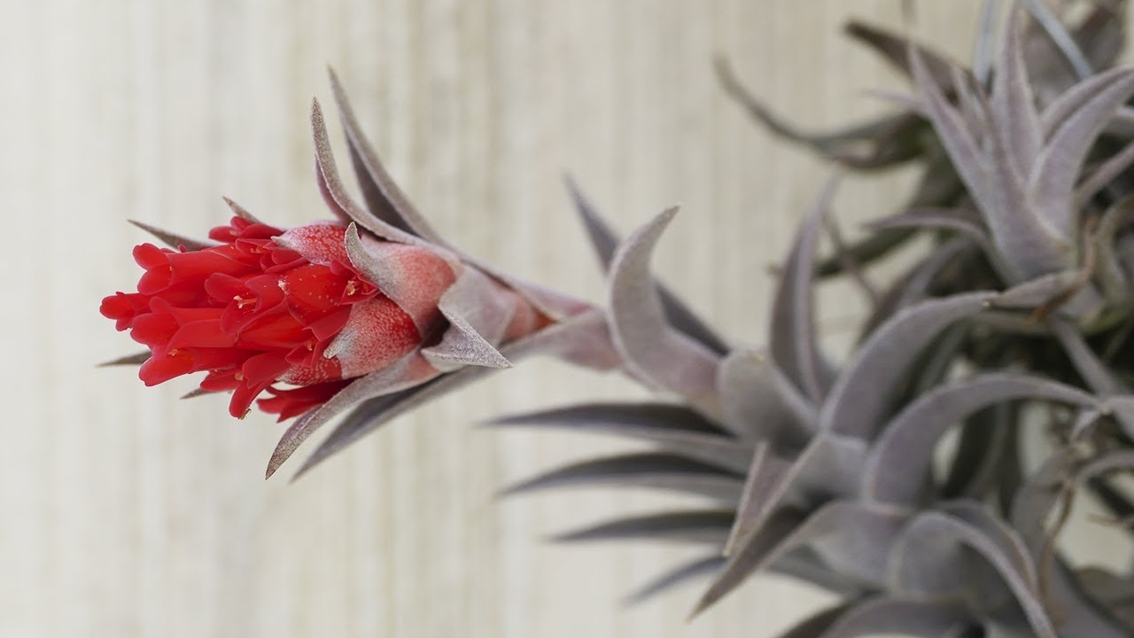 Tillandsia edithae - Tillandsien Pflege leicht gemacht!