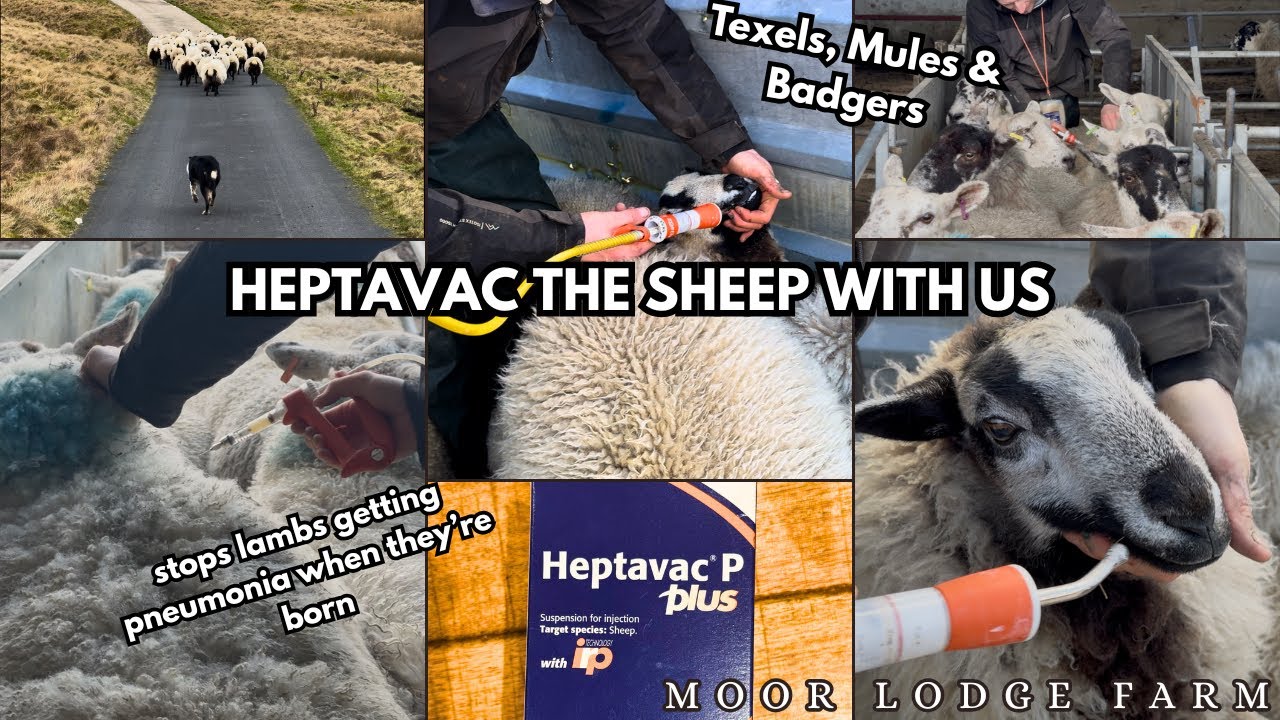 HEPTAVAC THE SHEEP WITH US | texels, mules & badgers