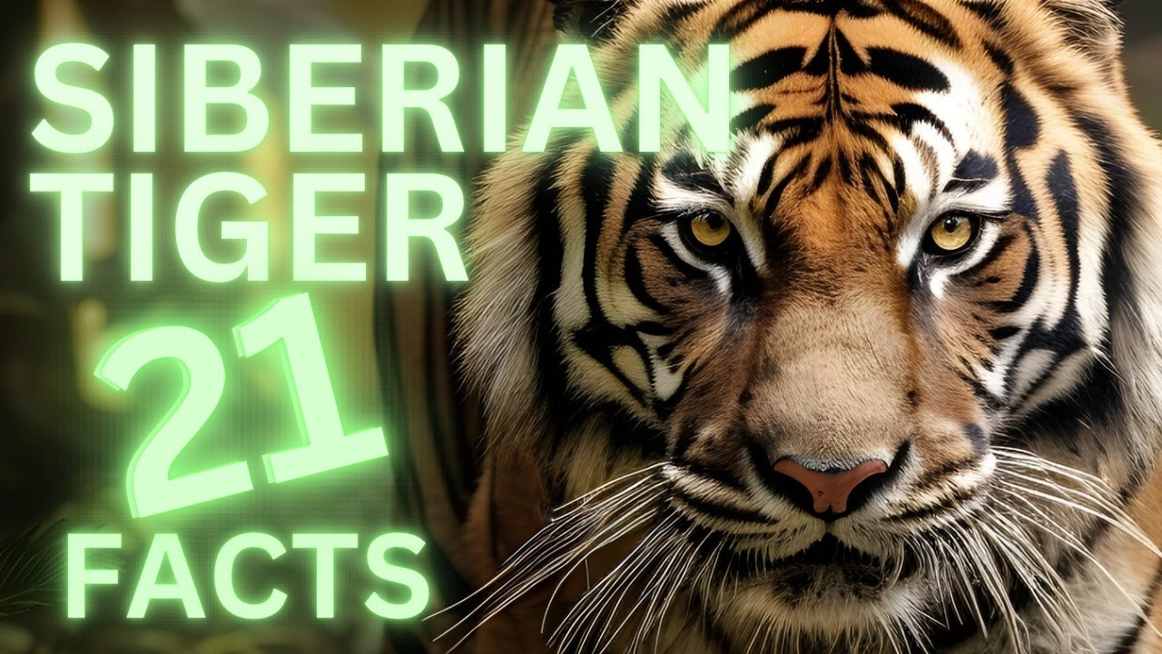 The World's Largest Cat: 21 Awesome Facts About Siberian Tigers