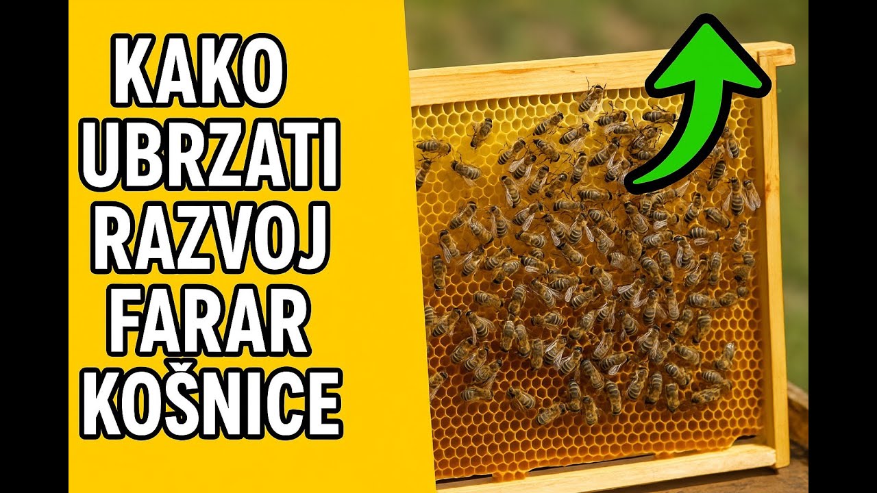 ОСМОТР УЛЬЯ ФАРРАРА – КАК ПРОДВИГАЕТСЯ РАЗВИТИЕ?