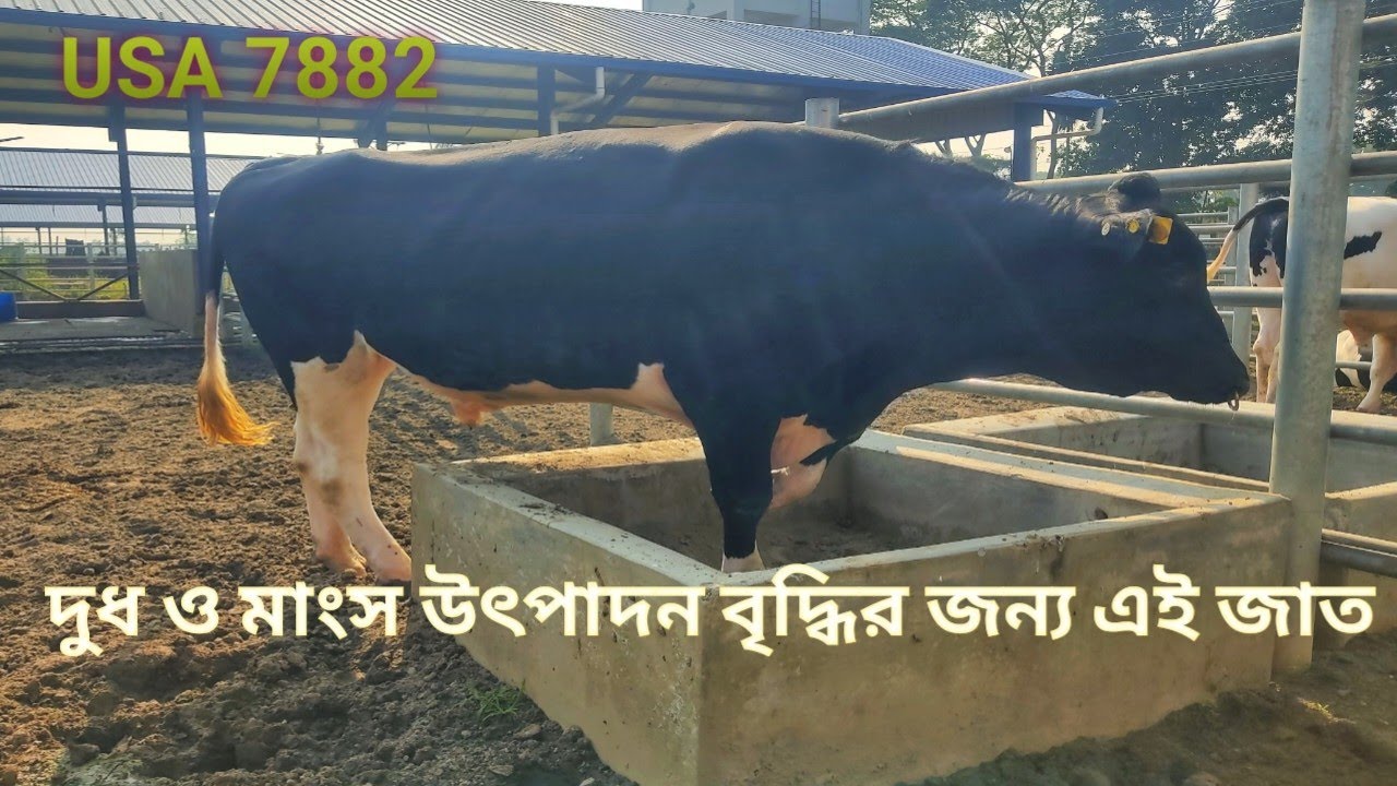 US 7882 || রোগ-প্রতিরোধ ক্ষমতাসম্পন্ন ও দ্রুত বর্ধনশীল আমেরিকান জাত ||100% Friesian Bull, usa 7882