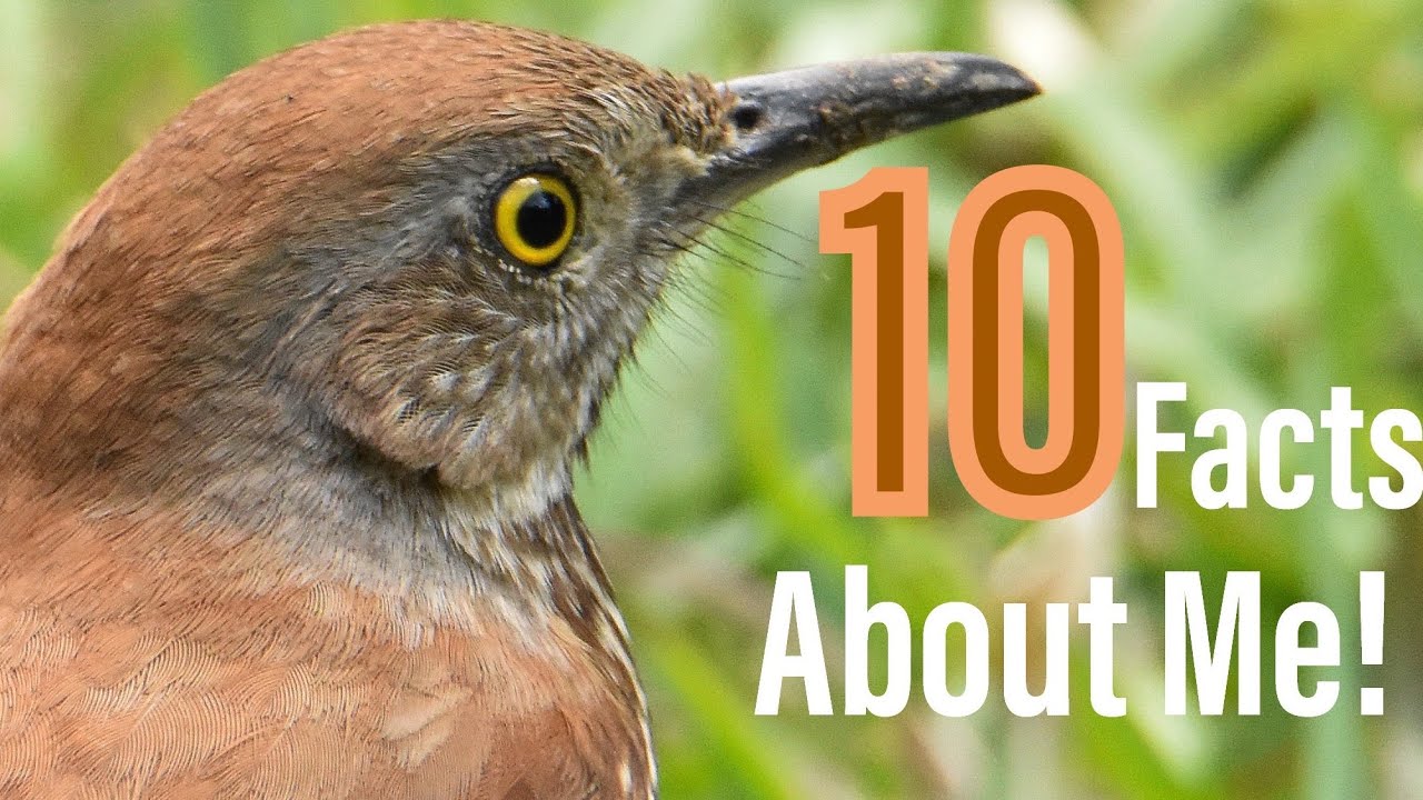 10 Amazing Facts About The Brown Thrasher
