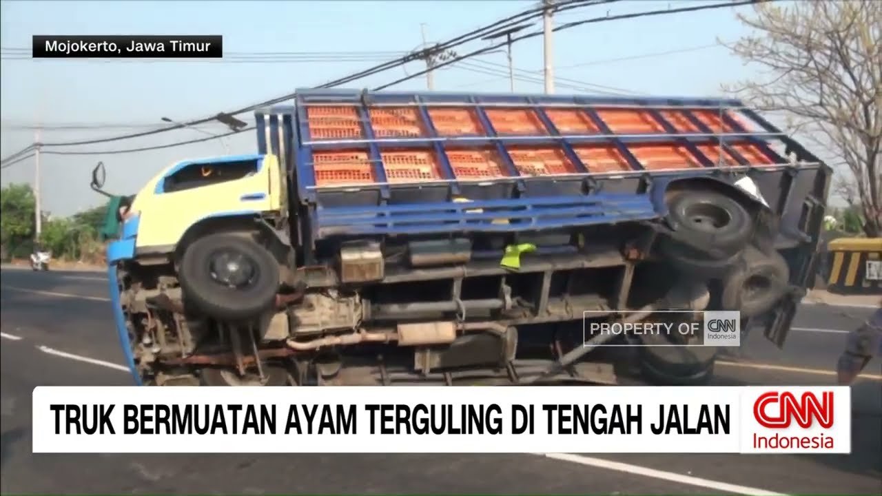 Truk Bermuatan Ayam Terguling Di Tengah Jalan
