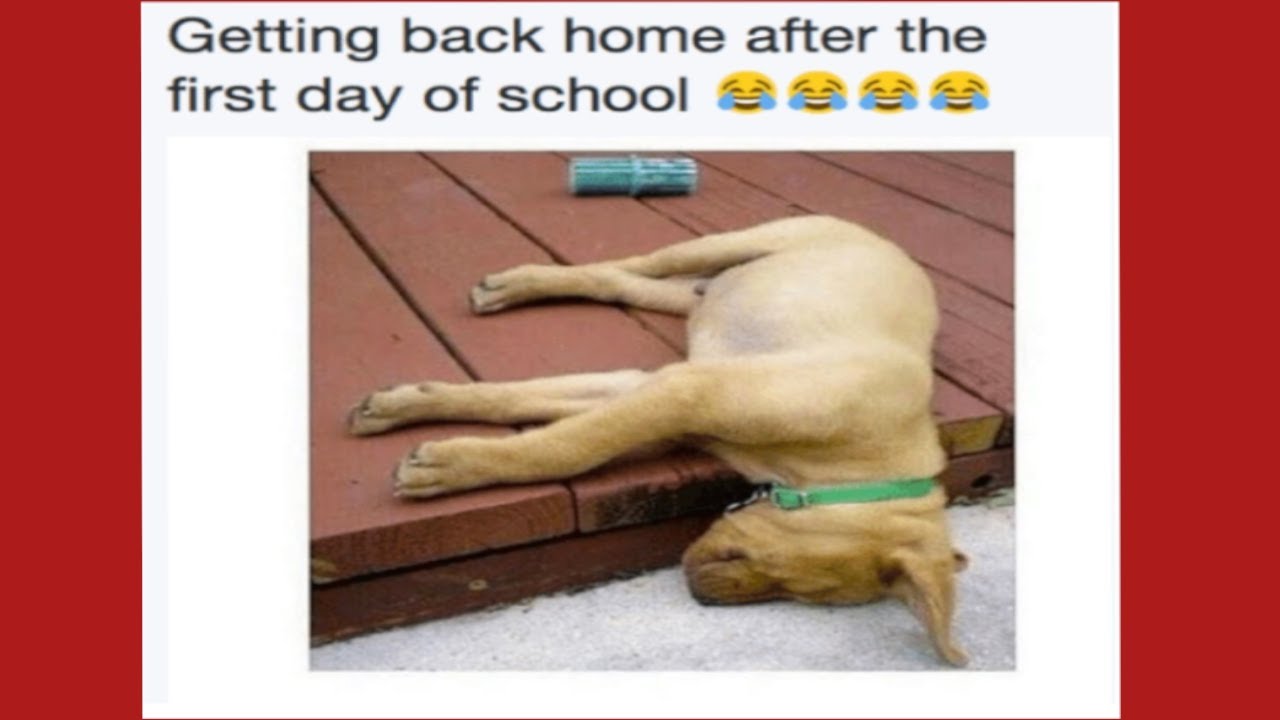 SCHOOL MEMES