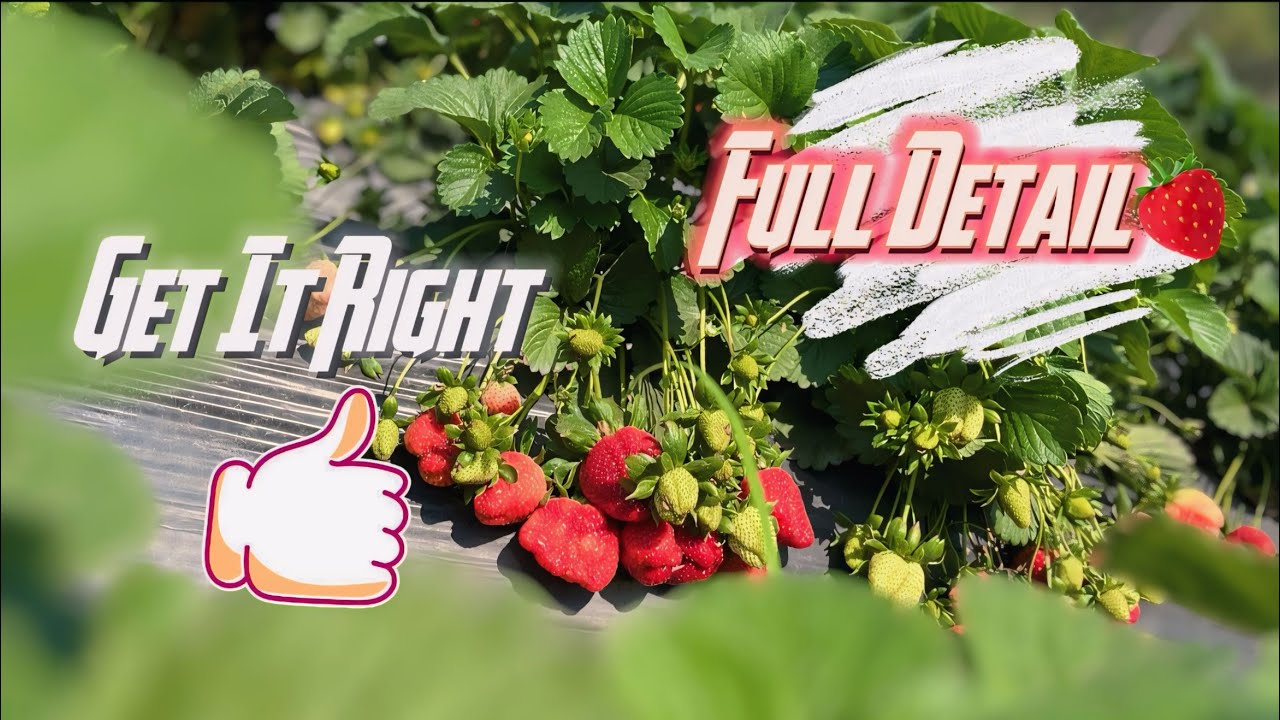 How To Grow Strawberry🍓|| इस खेती से आप लाखों कमा सख्ते हो सिर्फ़ 6 महीने में || Full Detail के साथ