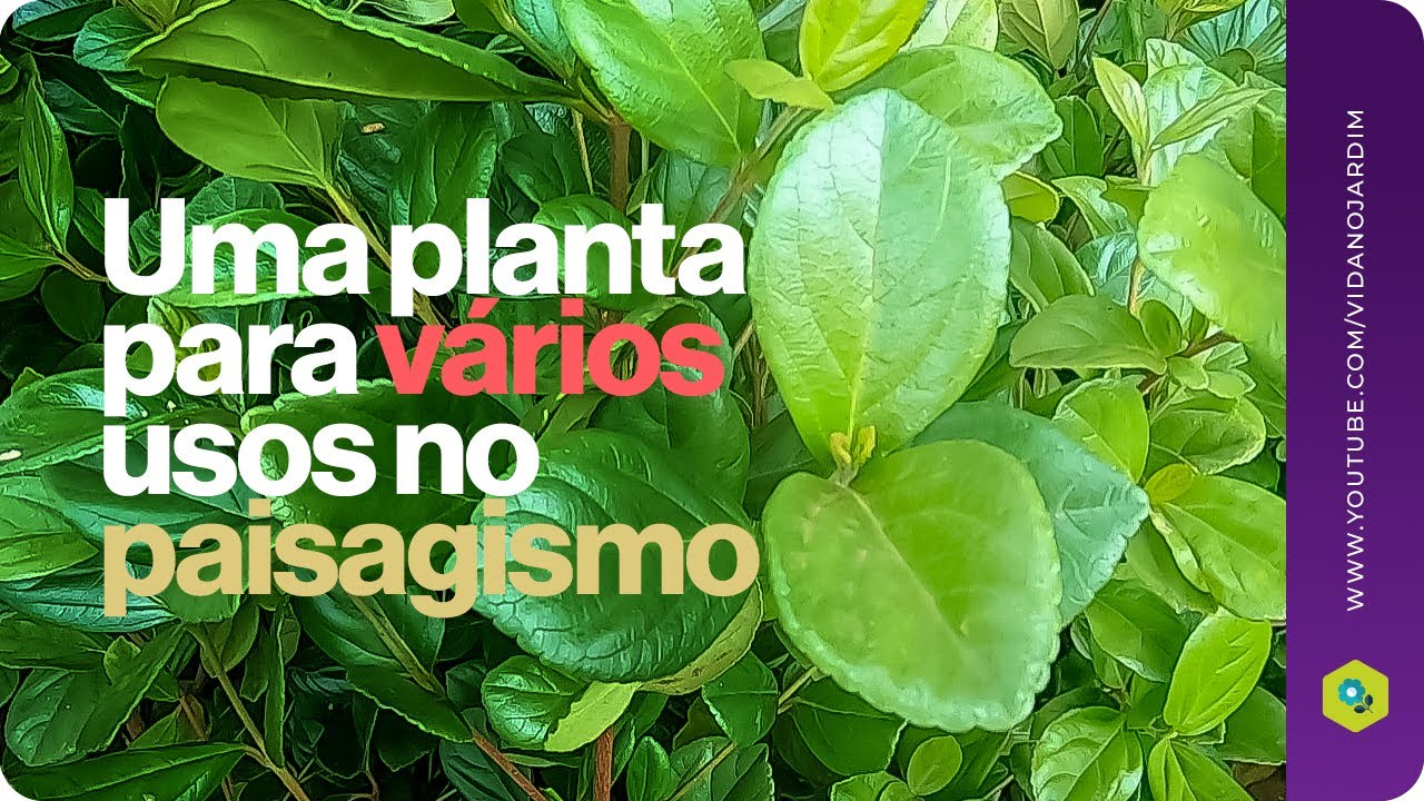 Uma planta para vários usos no paisagismo