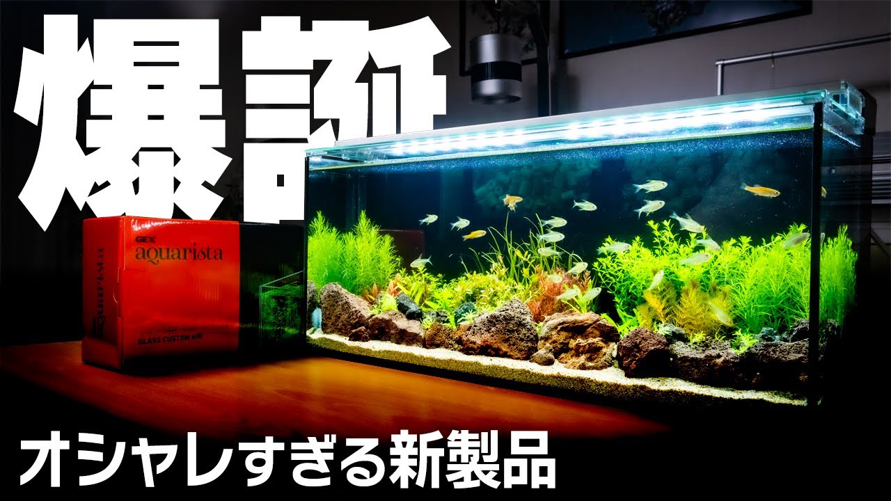 【2023最新商品】GEXグラスカスタム600最速レビュー！スタイリッシュな濾過フィルターを水草水槽に使用して良い点悪い点を忖度なく紹介します #アクアリウム #熱帯魚 #GEX 【ビバアクア】