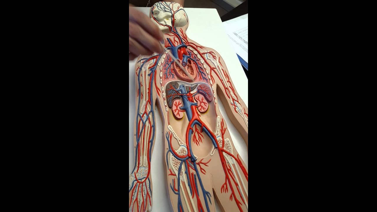 Blood Vessels on 