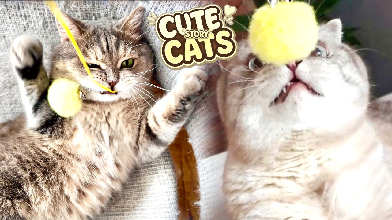 Cute Cat's Adventures 😺 🐈 Play Fun with REAL Kitten's | Funny cat story #catvlog