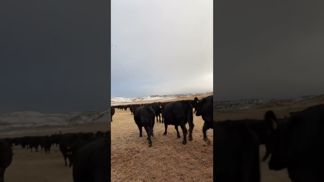 Buy American Beef, cartercountrymeats.com