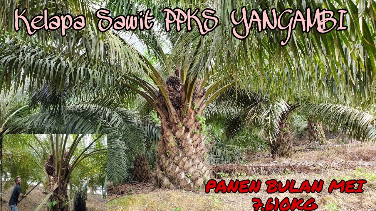 Panen 7.610 Kg Kelapa sawit unggul PPKS YANGAMBI bibit bantuan DISBUN KALTIM