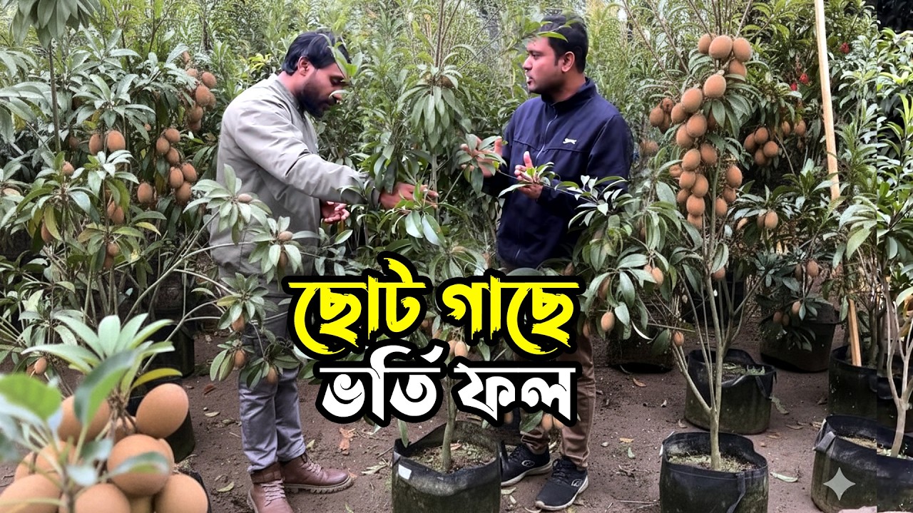 অতিরিক্ত মিষ্টি ফল অনেকেই মিষ্টির জন্য খেতে পারেন না- থাই বারোমাসি লম্বা সবেদা | Nil Bangla Krishi