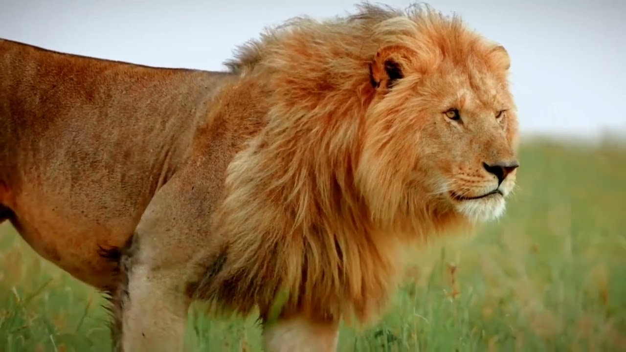 The Loin Walk HD | Slow Motion | Wild Life