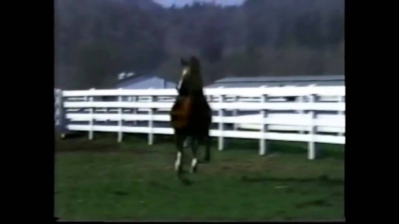 Europejczyk at Meadow Wood
