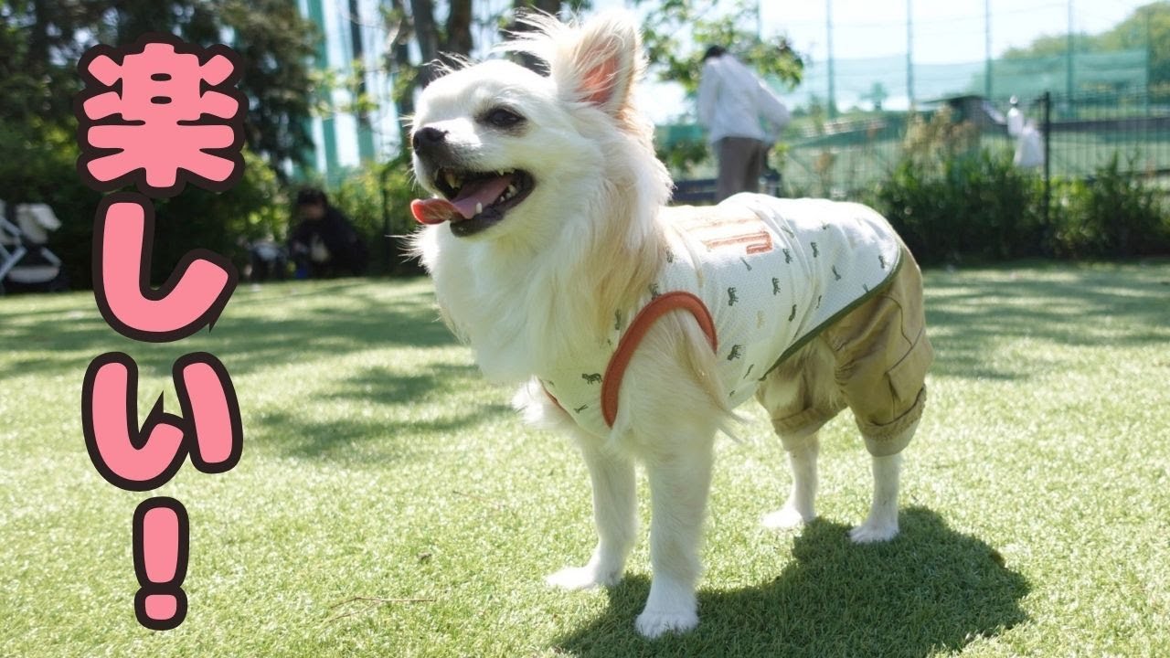 【SKドッグランヒル】関西最大級のドッグランが、正直最高でした！！！