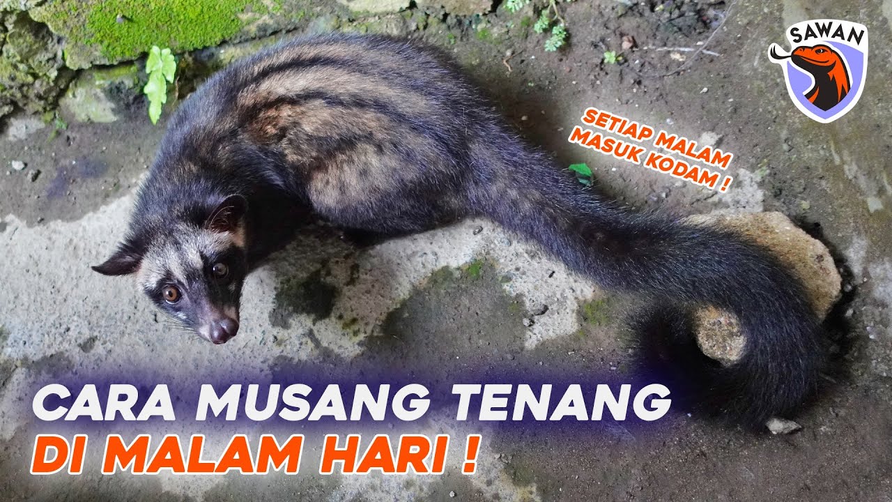 TIPS AGAR MUSANG LEBIH JINAK DI MALAM HARI ! #SAWAN