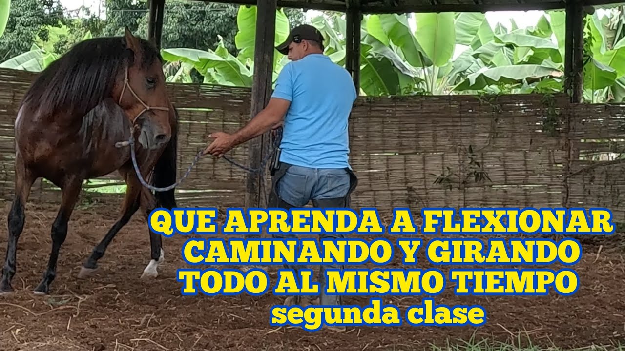QUE APRENDA A FLEXIONAR CAMINANDO Y GIRANDO TODO AL MISMO TIEMPO segunda clase