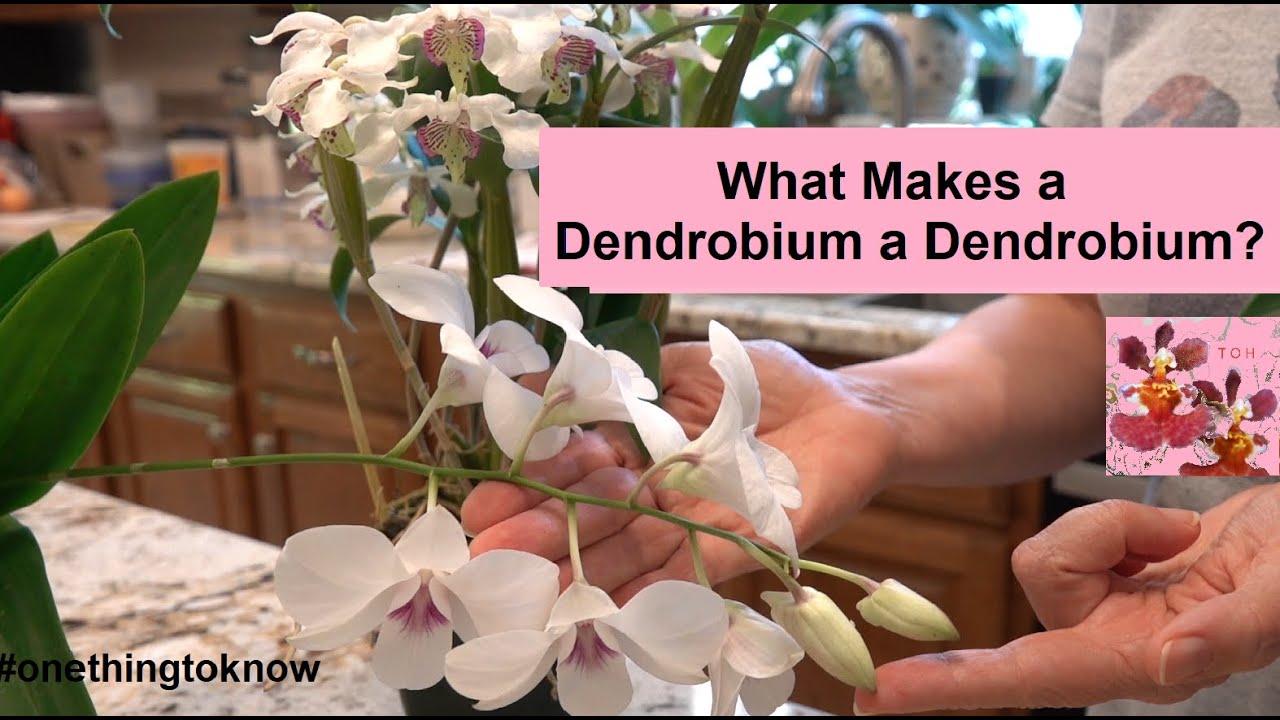 How do you Know your Dendrobium IS a Dendrobium?  There is One Feature all Dendrobium Orchids Have!