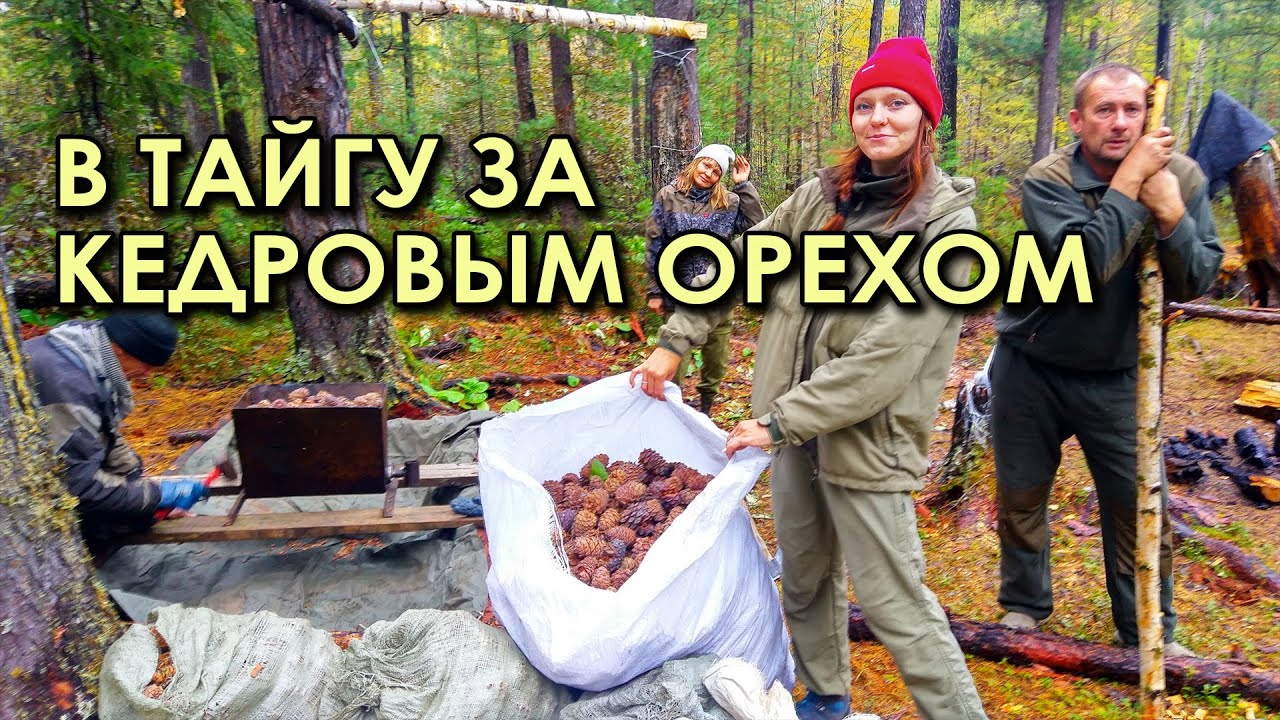 В тайгу за кедровым орехом. Интересные места Забайкалья