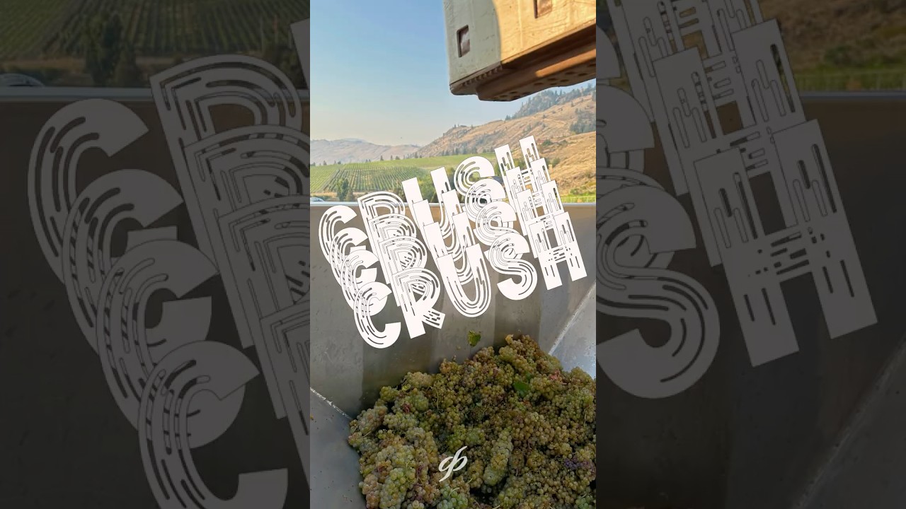 Let Battle Commence | Watch 2025 Vintage in Action | Gehringer Brothers Estate Winery