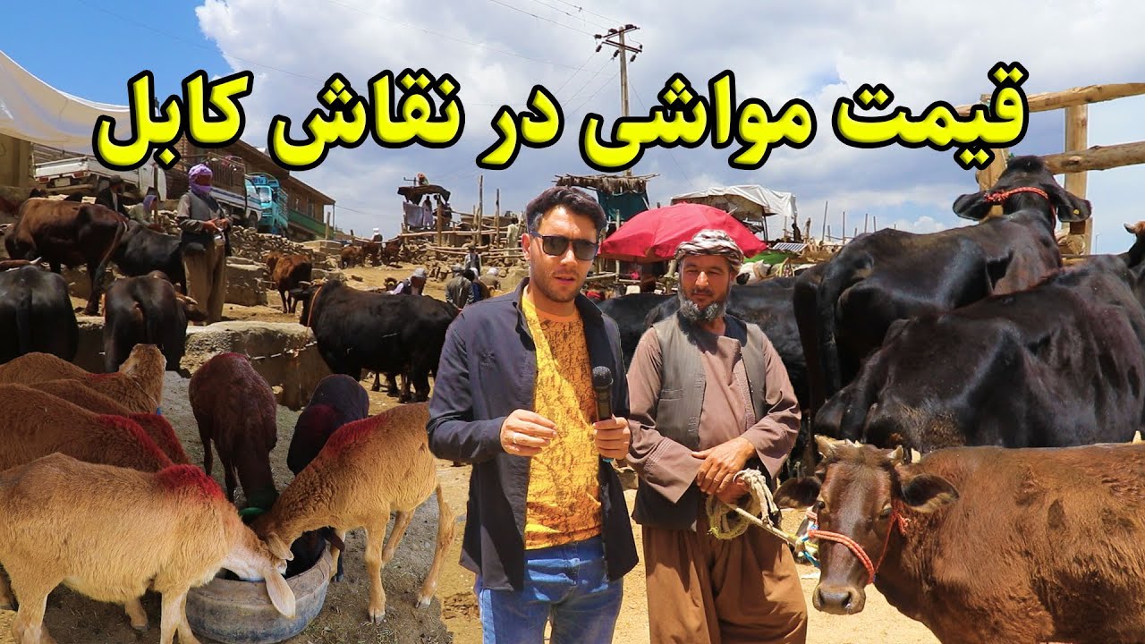 نقاش عمومی افغانستان/ عید قربان /قیمت مواشی /گاومیش، گاو، گوسفند و بز!