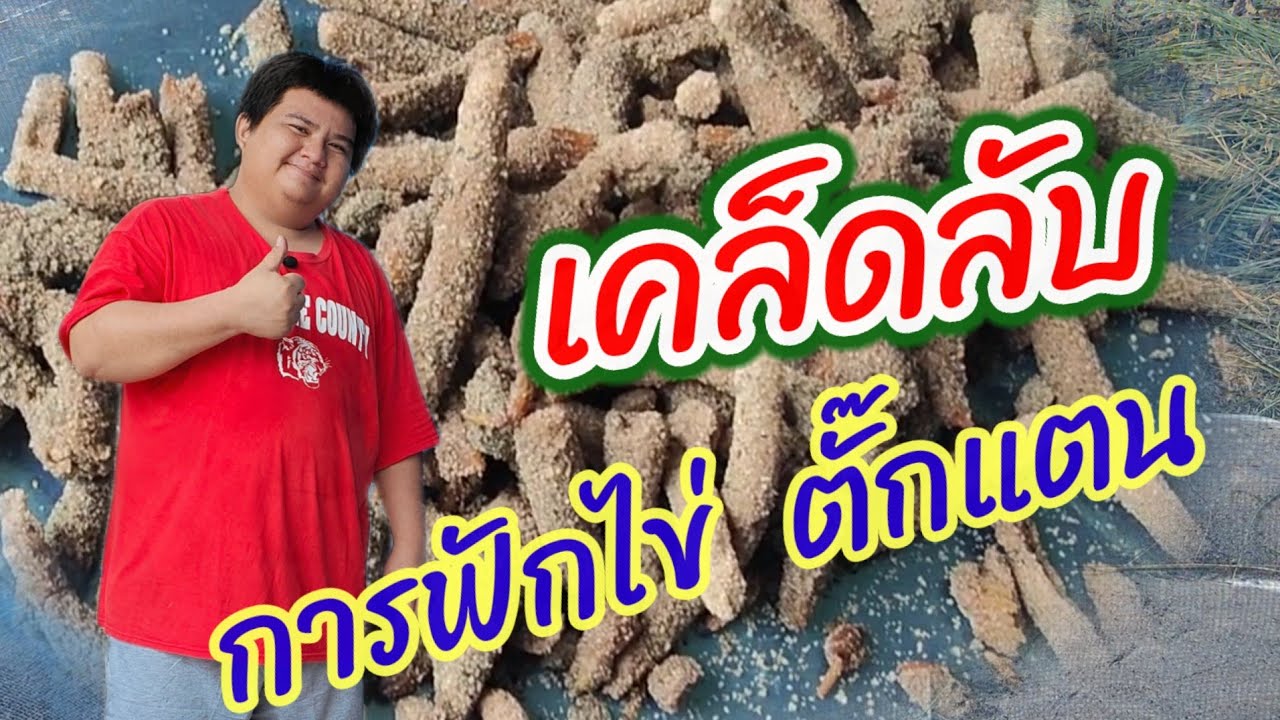 วิธีการ เก็บ  ฟัก ไข่ ตั๊กแตน ปาทังก้า   โมจีน ไข่
