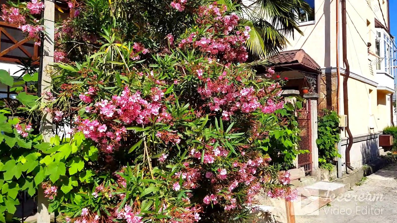 🌴ЛАЗАРЕВСКОЕ СОЧИ.пер.Корабельный,  3 мин и центральный пляж! Отличное местечко! По Вашим заявкам!