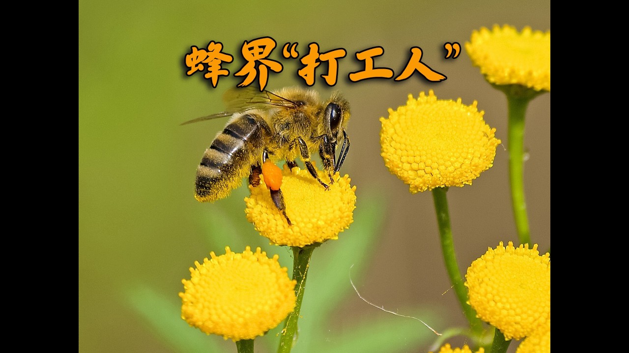 蜂界