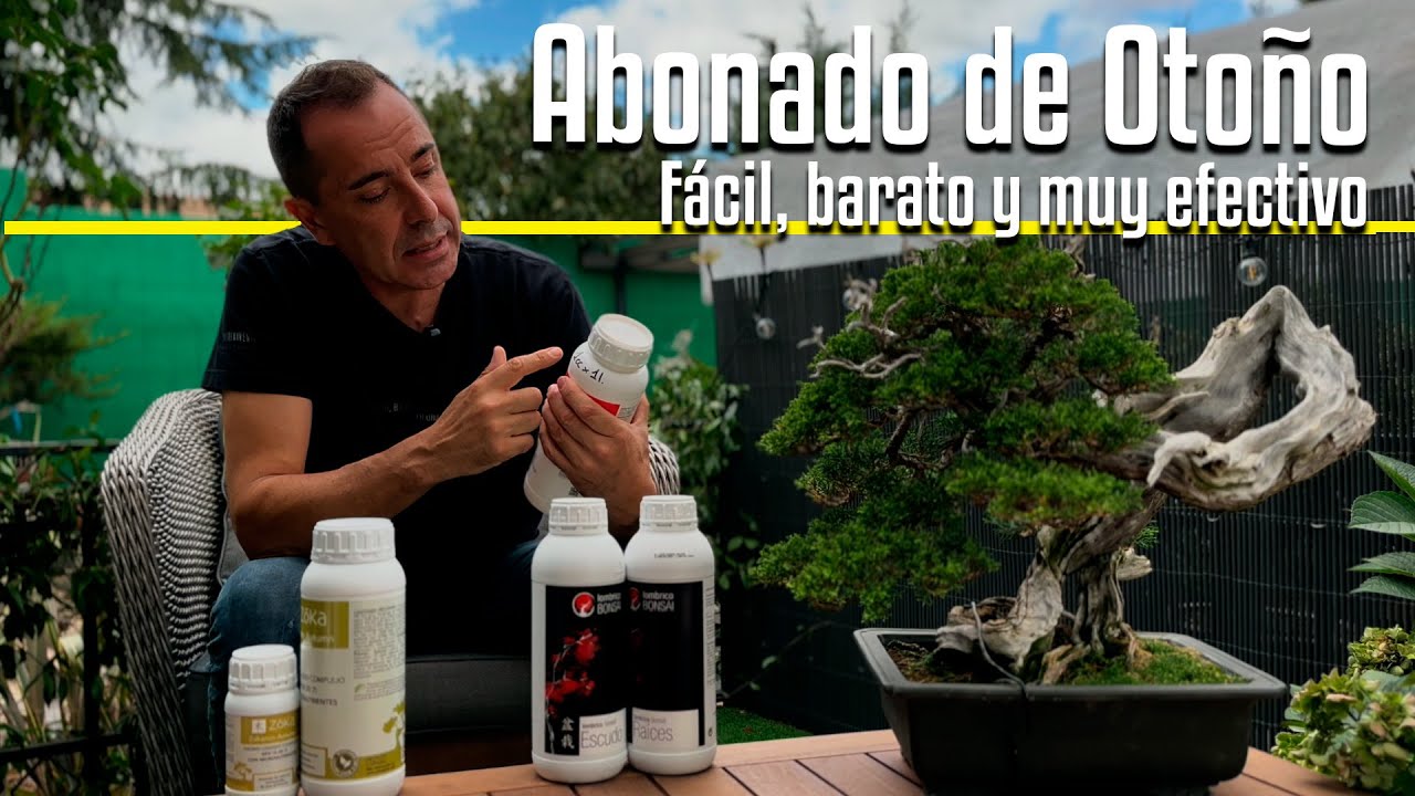 Bonsai en Otoño: 7 errores que debes de evitar (Guia de cuidados 2025)