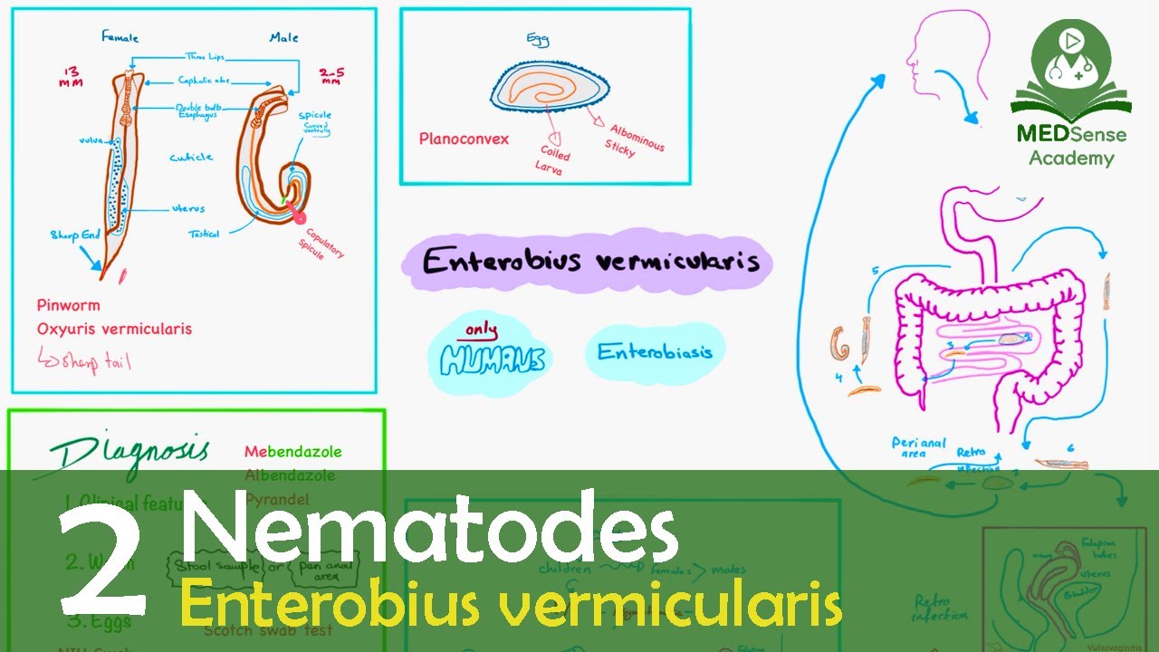 Enterobius vermicularis