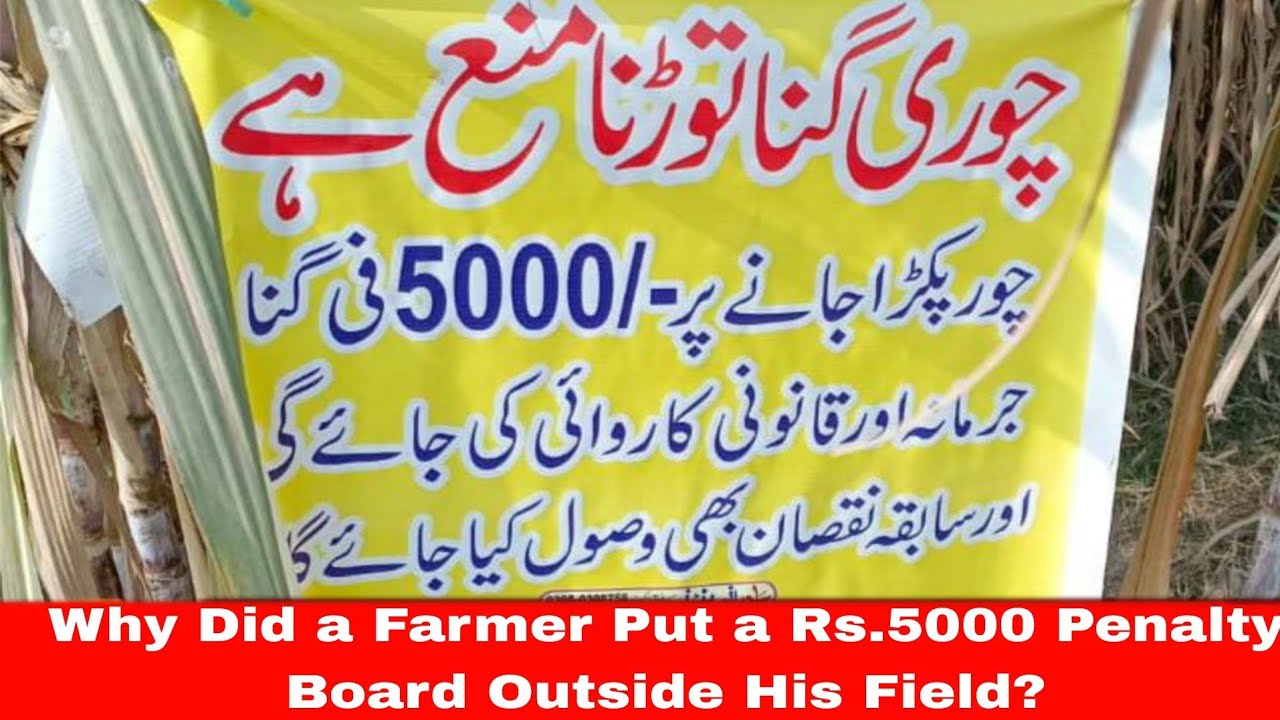 Why Did a Farmer Put a Rs5000 Penalty Board Outside His Fieldپنجاب کے کسان کی خاموش چیخ گنا 5000