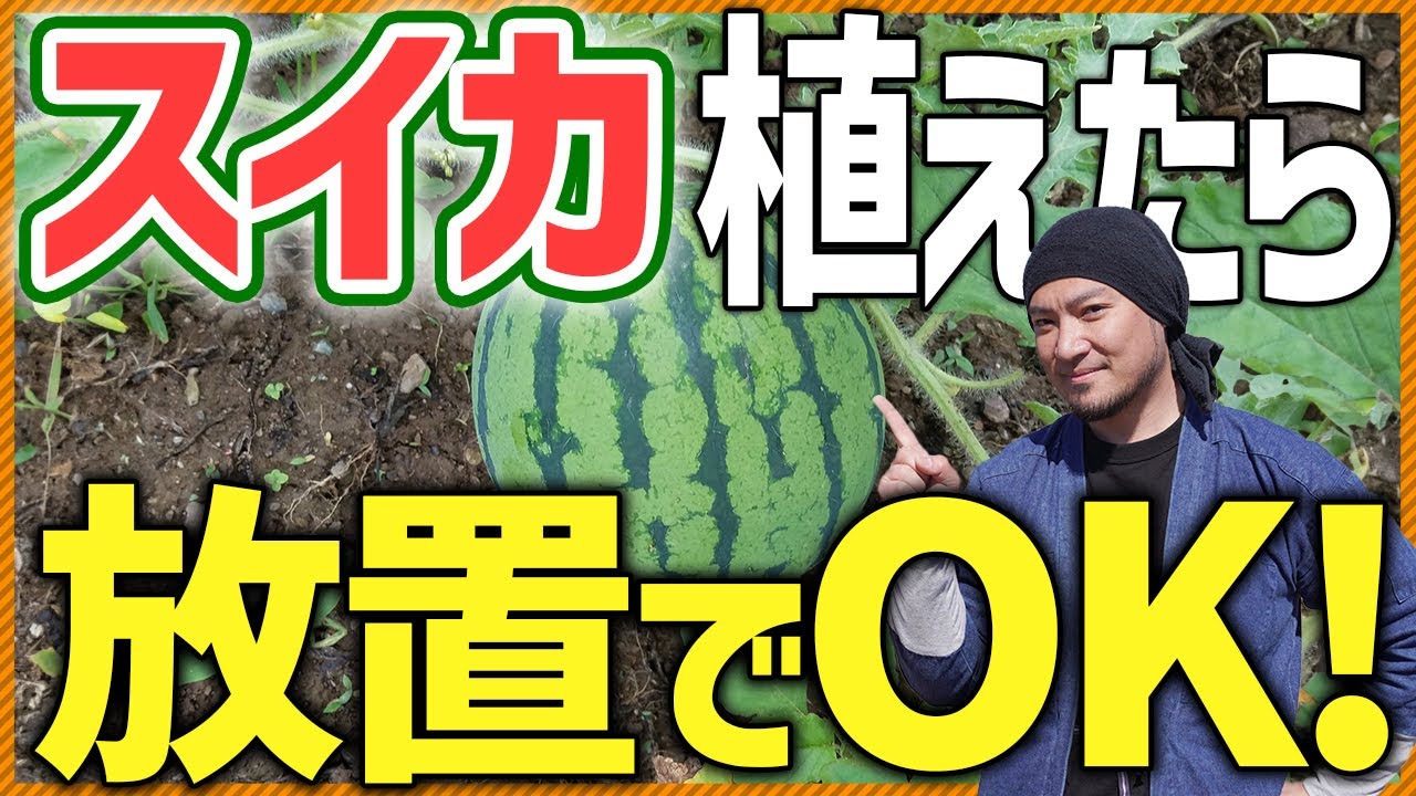 【スイカは実は簡単！】家庭菜園初心者でも簡単に栽培する方法