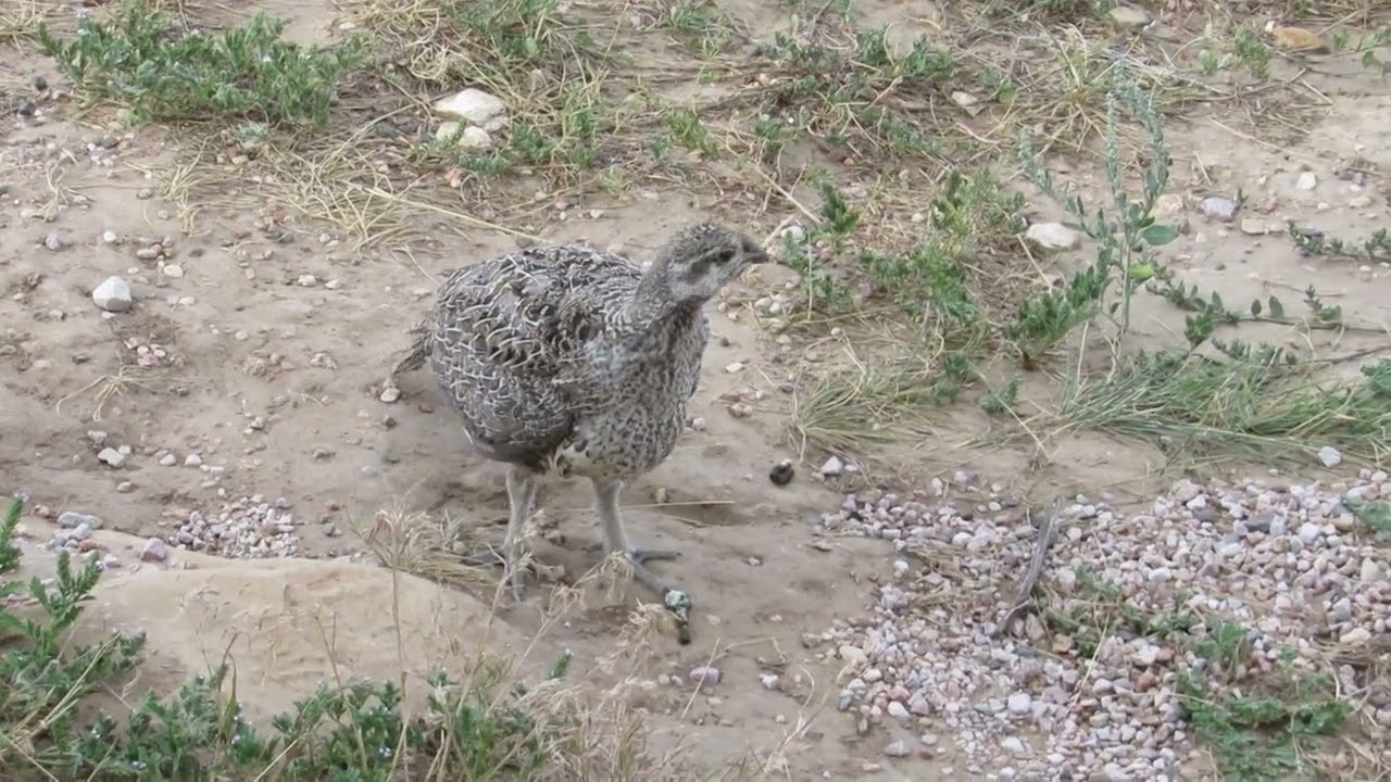 More Sage Grouse