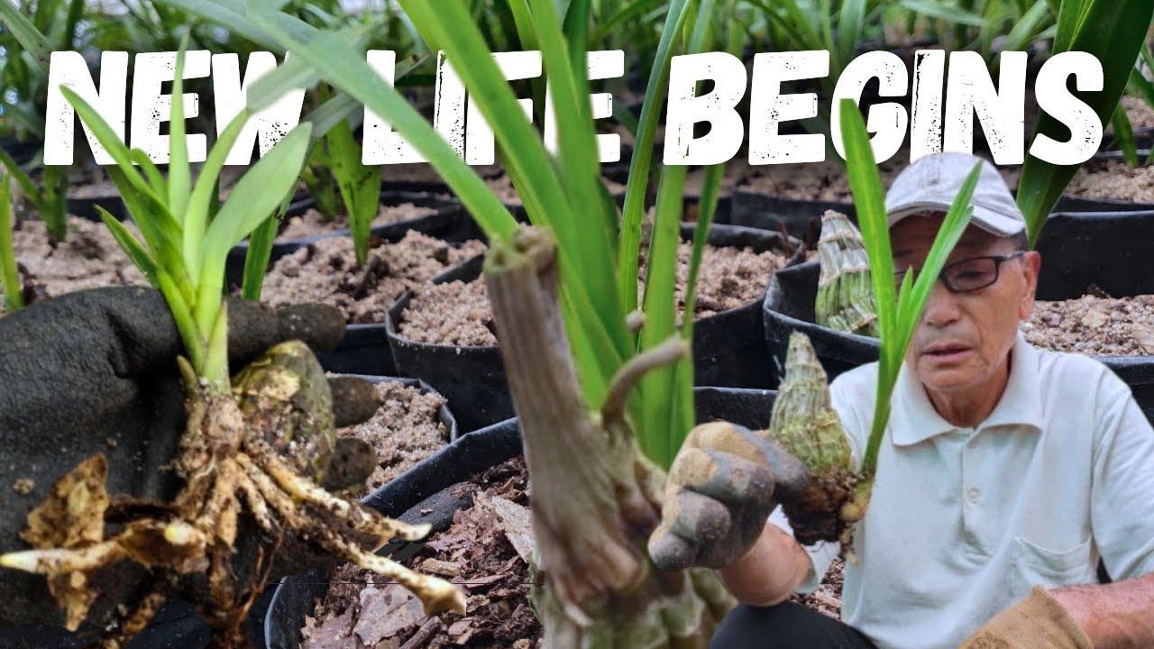 Cymbidium Bulb Transplant for Beginners