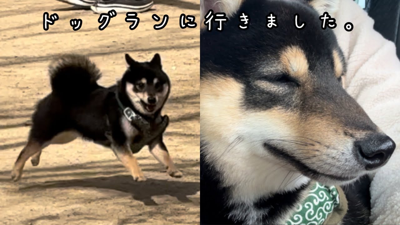 ドッグランと車の中の様子