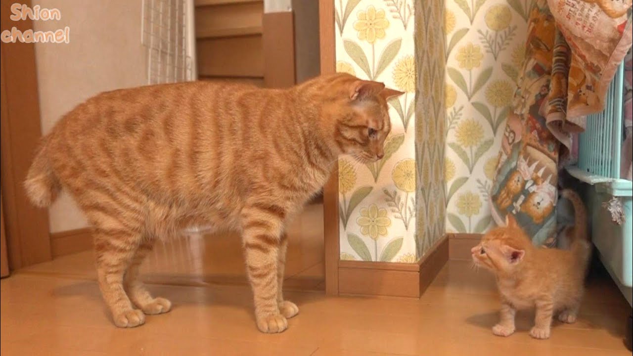 【生後29日】子猫好きの猫が子猫と遊んだらこうなりました
