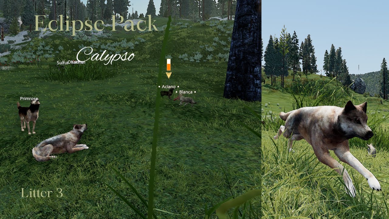Eclipse Pack - Calypso L3 - Rendezvous/Grow Pups [WolfQuest Saga]